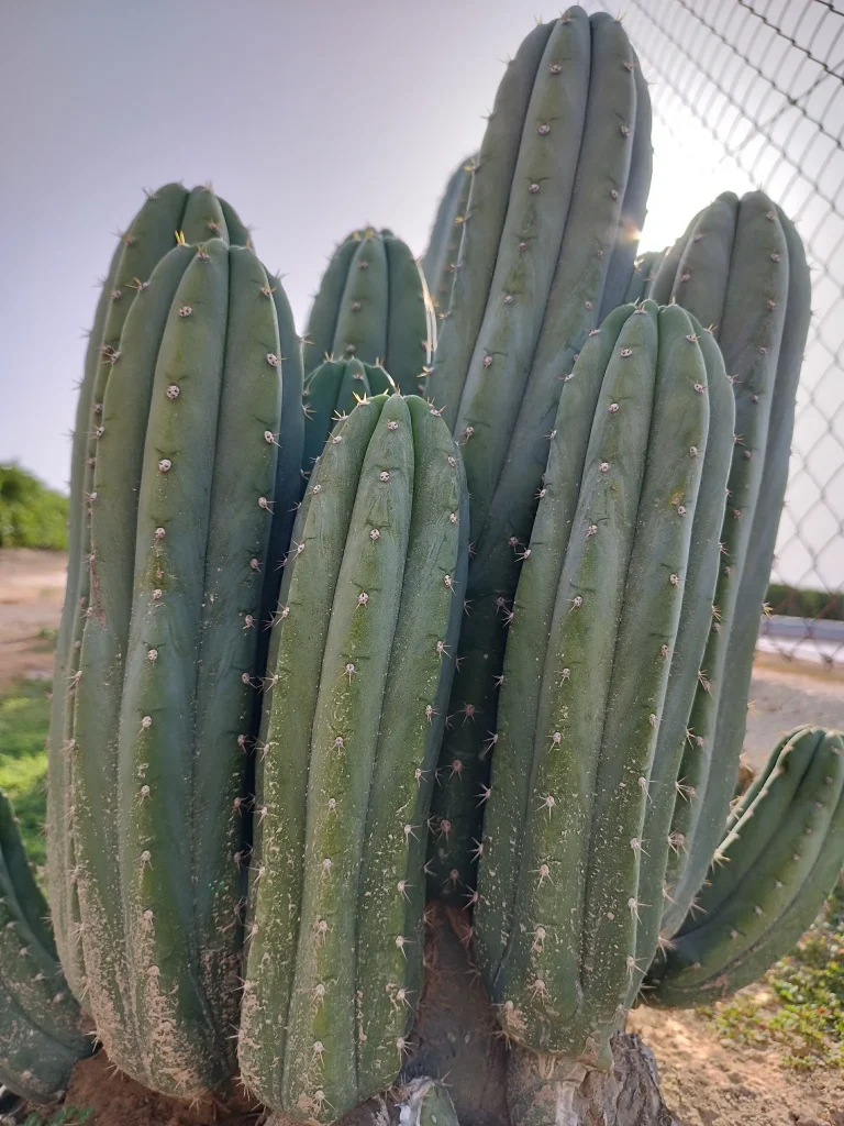 8f4d1f_10b26d8b414a4df99270c88564b63359~mv2