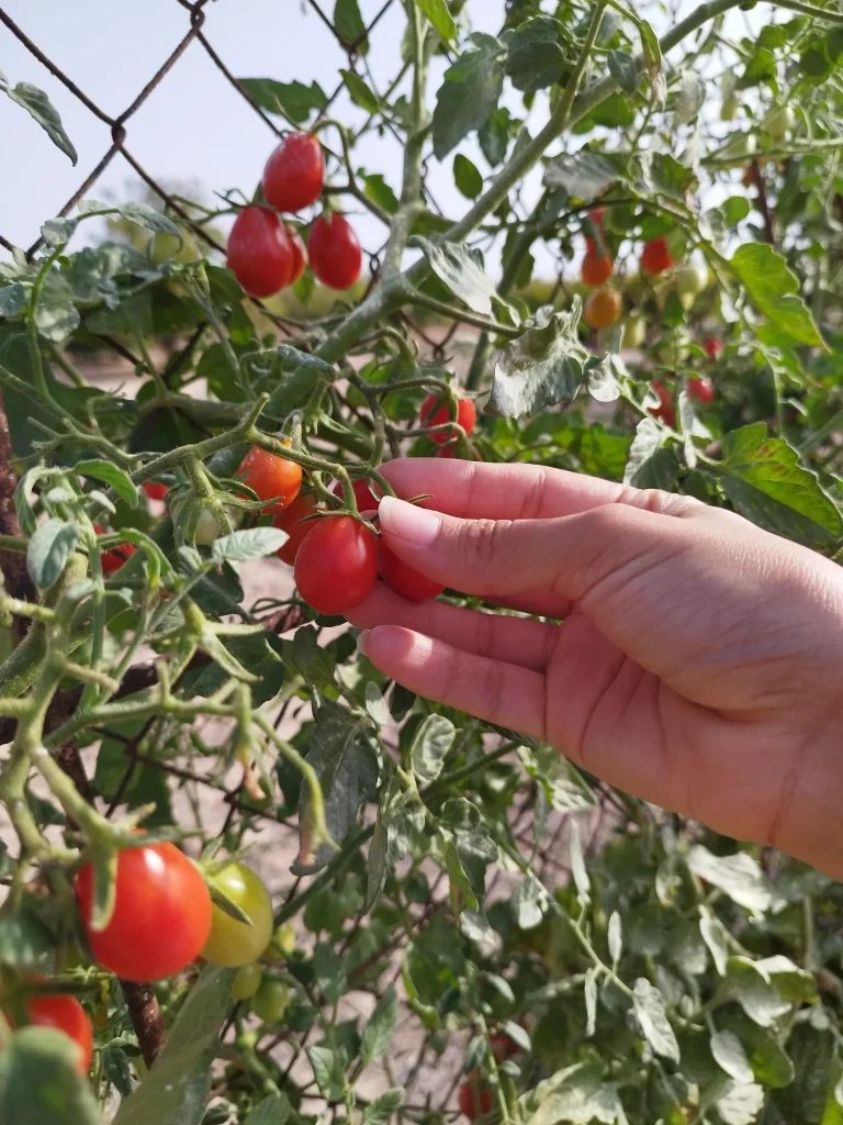 8f4d1f_3b0fa4f3b4794c2fad1dde53b468e7cd~mv2