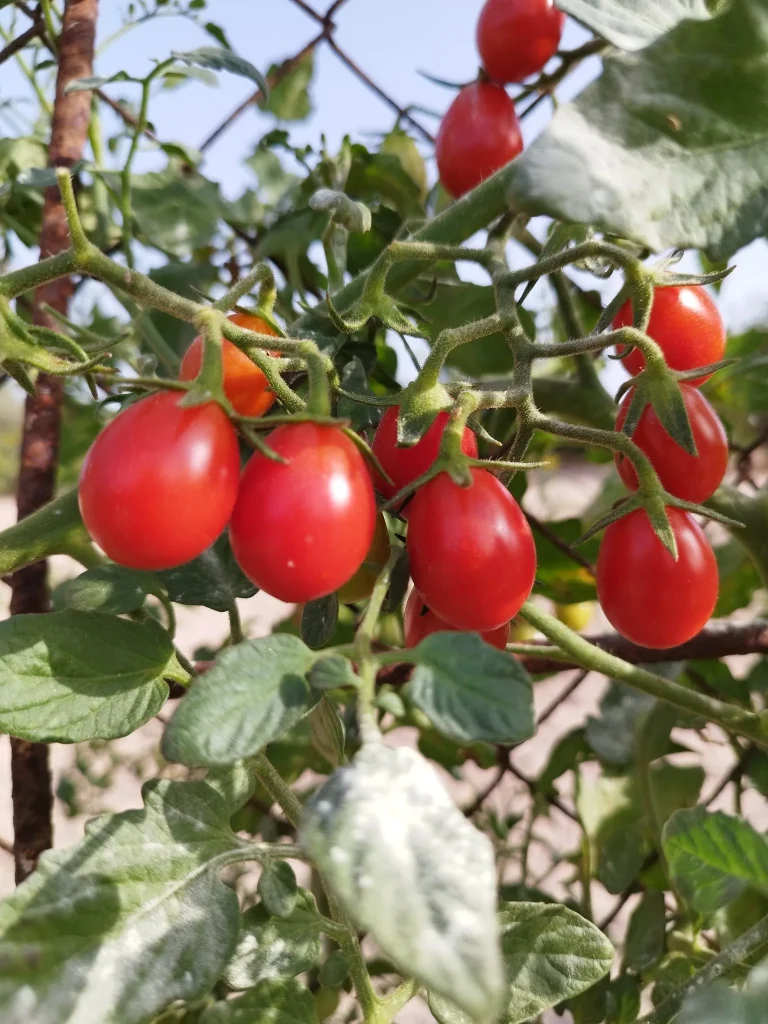 8f4d1f_58637c3a246b48a998b1c95d1b5710a9~mv2